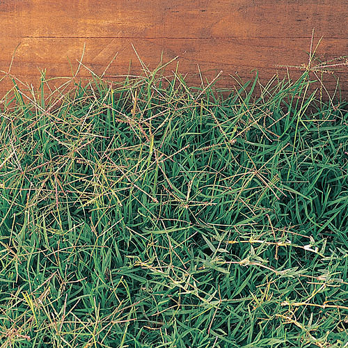 Lawnmasters318's tweet image. Grass works fine for lawns, but when it invades flower beds, it&apos;s a royal pain. Doesn&apos;t matter if it&apos;s bluegrass, Bermuda grass, crabgrass, goosegrass, or dallisgrass. It&apos;s difficult, but possible, to manage with persistence.

#lawnmasters #lawntech #shreveport #weedoutwednesday