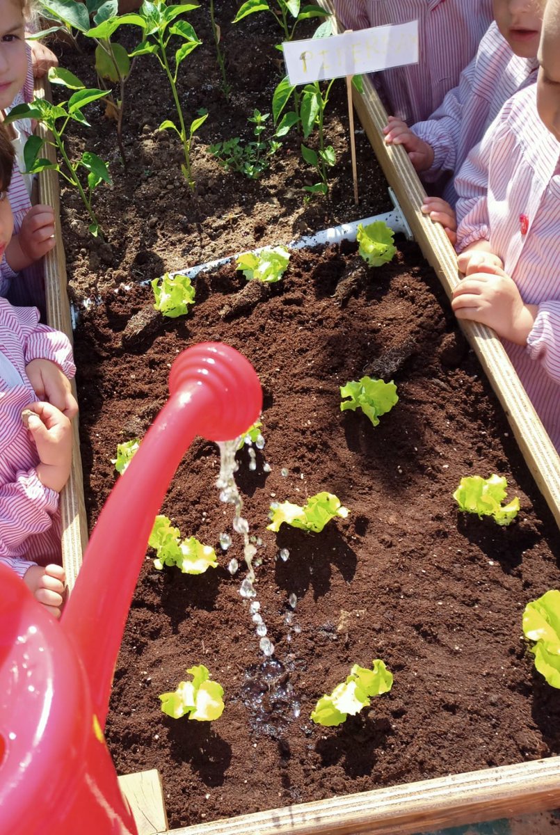 salesdeusto's tweet photo. Ortuan jarraitzen dugu, letxuga berriak landatu ditugu #ortua #letxugak #landatzen #hauereskola #haurhezkuntza #2urte #5urte #natura #salesianosdeusto https://t.co/nQf4LBrUYq