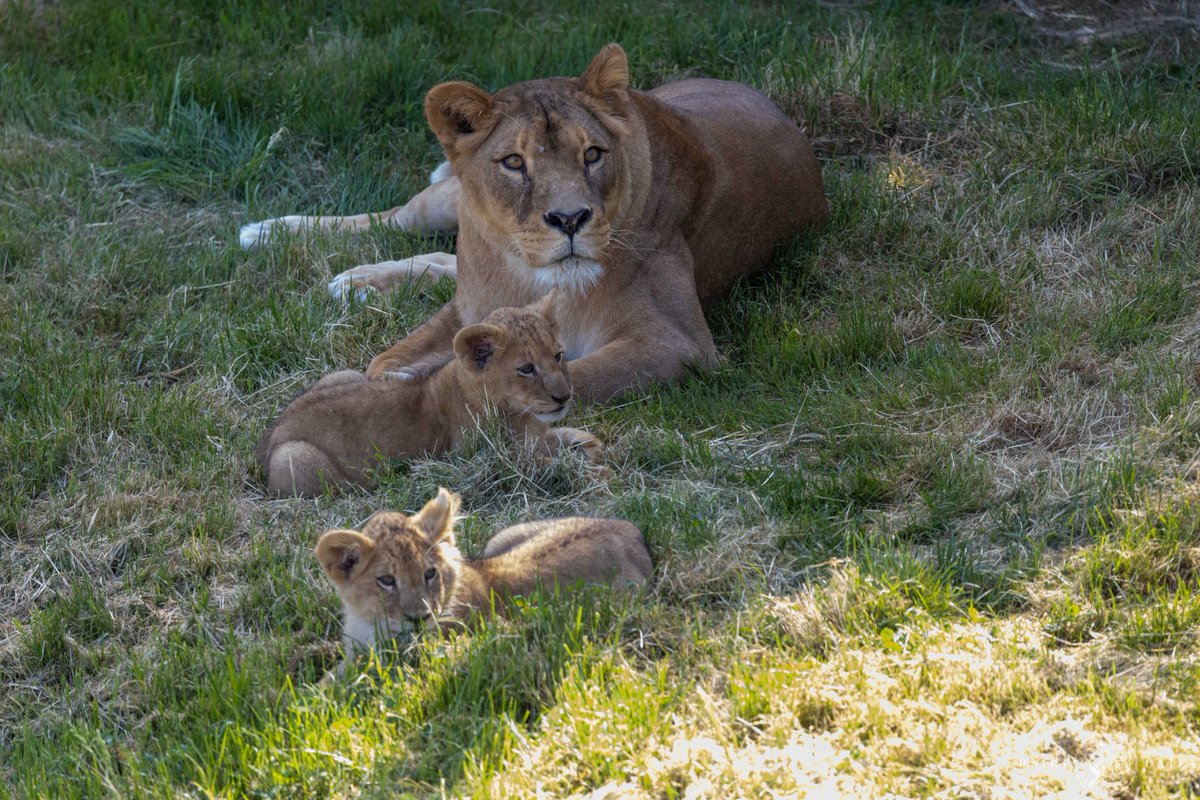 [Roar] Un #MercrediMenagerie à <a href="/pairidaiza/">Pairi Daiza</a> avec Albi et Leo. Les deux jumeaux lionceaux nés en février grandissent bien, merci. Et si vous alliez leur rendre visite ? bit.ly/3GNzunL Pic: © Benoît Bouchez #Belgique #Wallonie #zoo <a href="/VisitHainaut/">Visit Hainaut</a> #DiamondThemeParkAwards