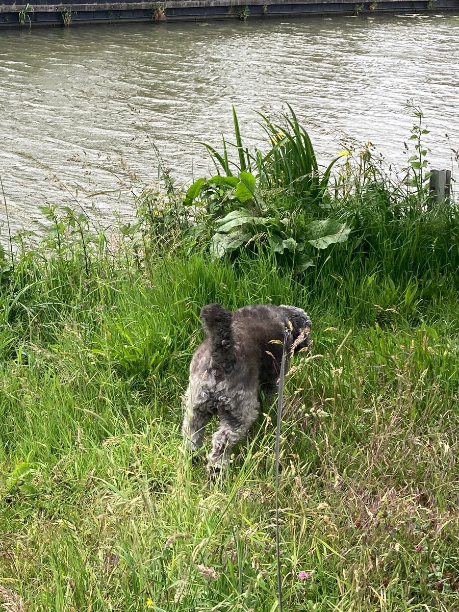 wouffechouffe's tweet photo. Lekker rondje uit 🐾🐾 met de baas https://t.co/QPgO2hEILl