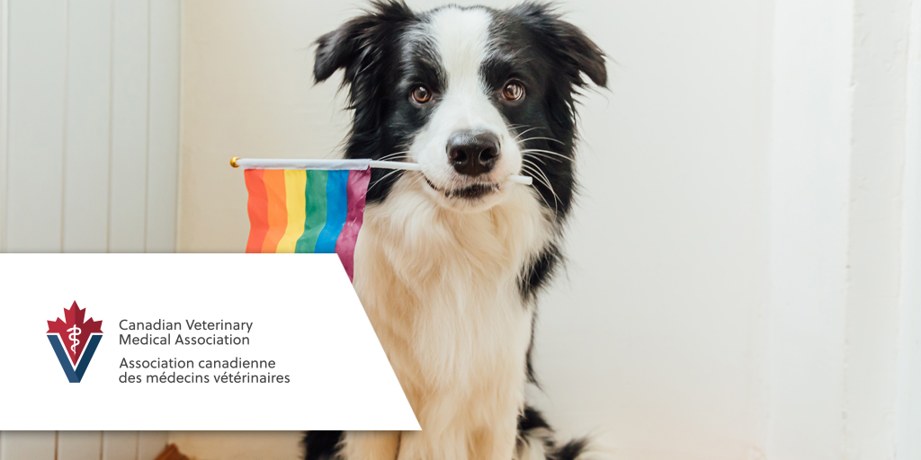 Célébrons le Mois de la fierté! L’ACMV s’engage à promouvoir une profession accessible, équitable, diversifiée et inclusive. Nous affirmons que chaque être humain a de la valeur et mérite d’être traité avec dignité et respect. 
#VétérinairesPartenaires #fierté #moisdelafierté