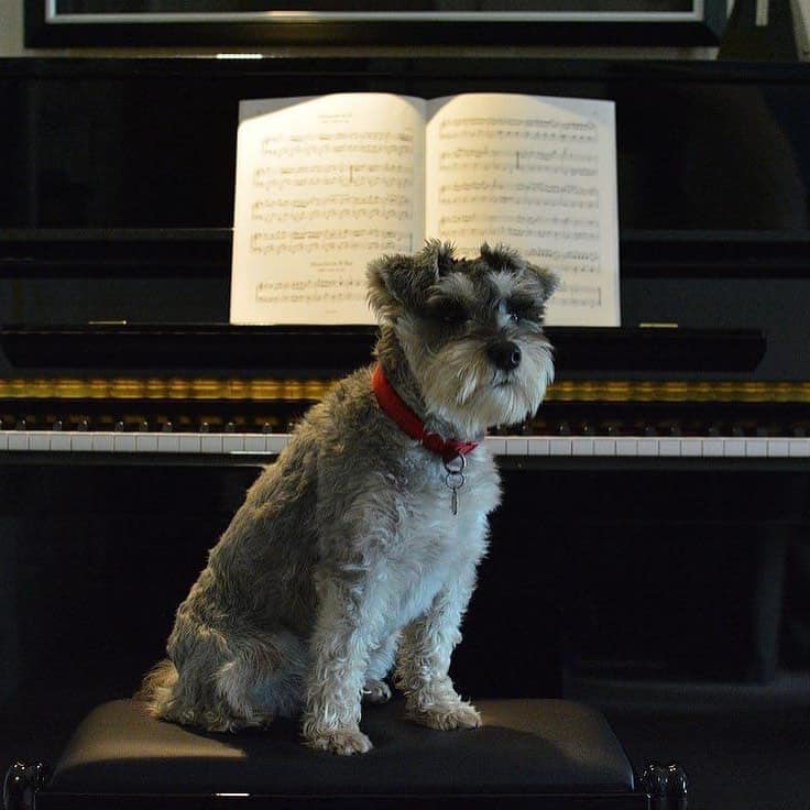 Ready to learn music?

Whoever you are, however you learn, whatever inspires you - we can help.

 And best of all - we come to you!

Our lessons are open to all ages, abilities and instruments. If we can help Remi the dog, we can help you.

#blackheath #greenwich #musiclessons