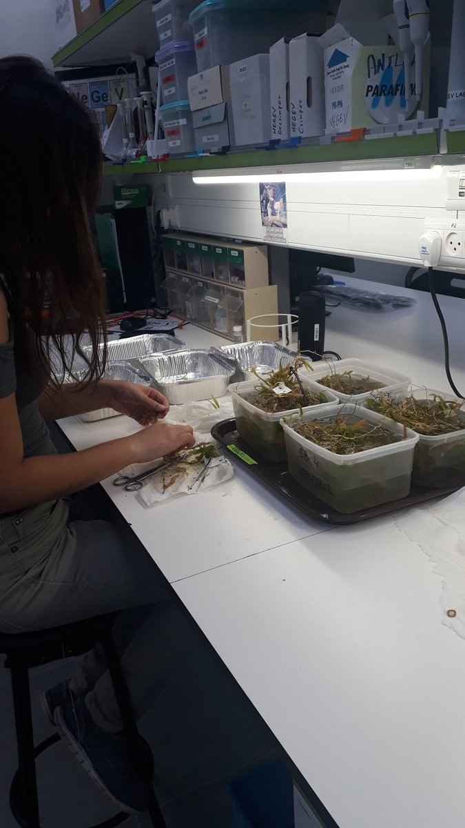 Do you think its enough #seagrass for <a href="/Neta_Soto28/">Neta Soto</a> master's thesis? 😅