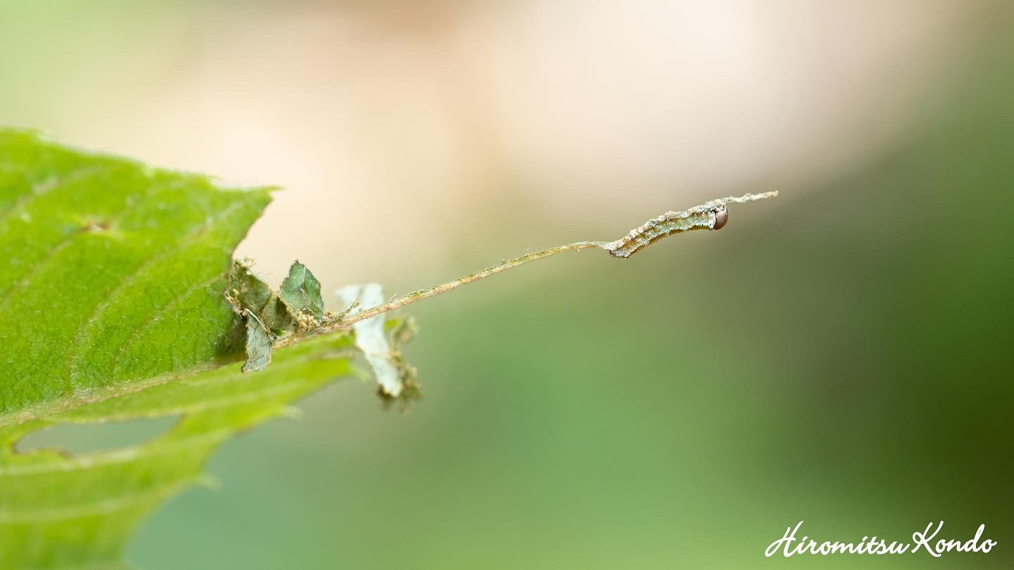 Beekeeper 最高気温26 曇り後晴れ 本日3匹のスミナガシ1齢幼虫を確認出来た Dichorragia Nesimachus Larva スミナガシ 幼虫 福岡 自然 春 昆虫 チョウ 蝶 スミナガシ アワブキ 幼虫 観察 昆虫写真 昆虫好き 蝶好き T Co 7o1x3to2td