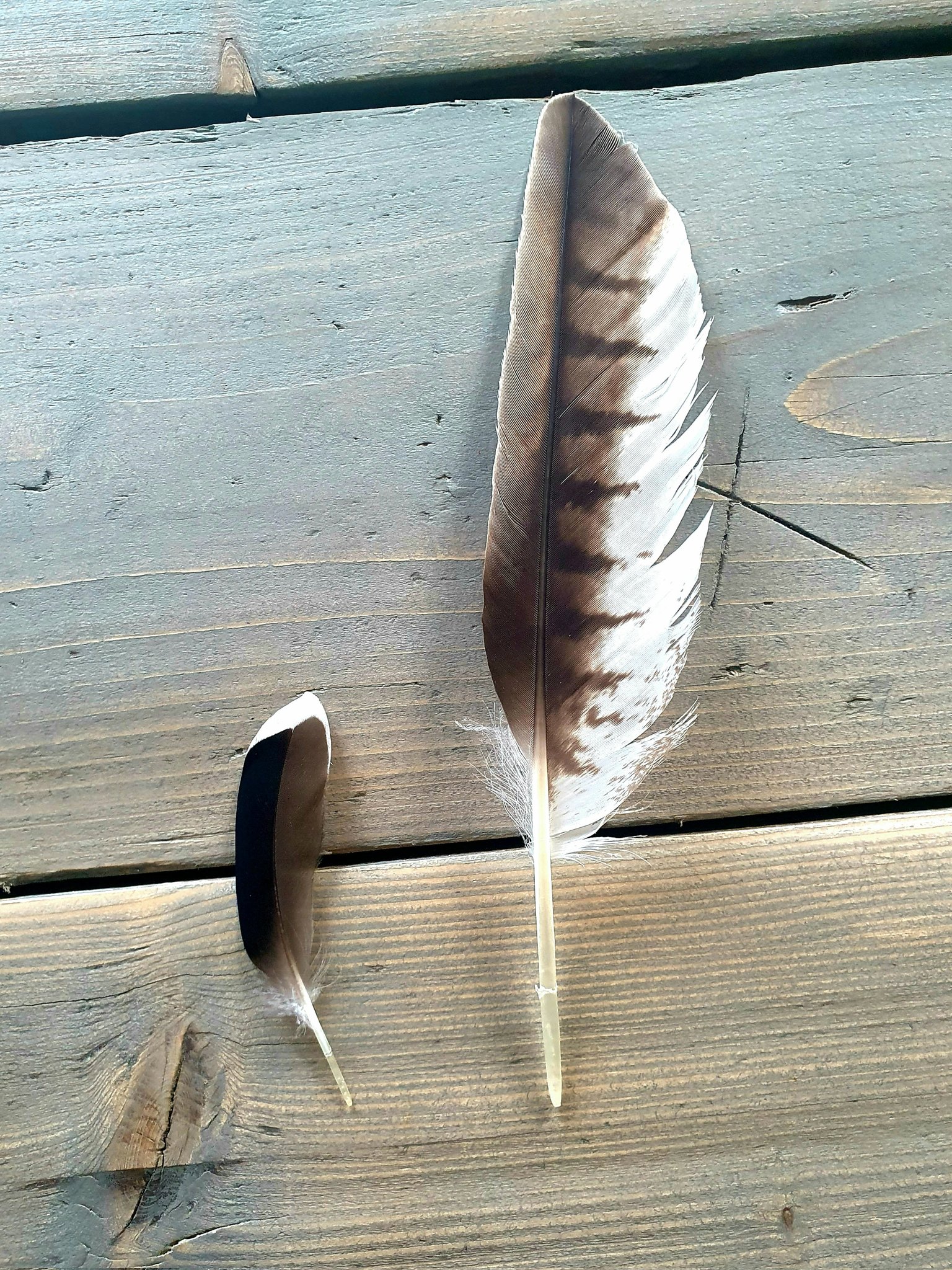 Flora&Pheasant on Twitter: "Fun Fact Day. These Secondary Flight Feathers from two very different avian friends; on the left, a Mallard, and right, a Red Kite. Both glorious in their own