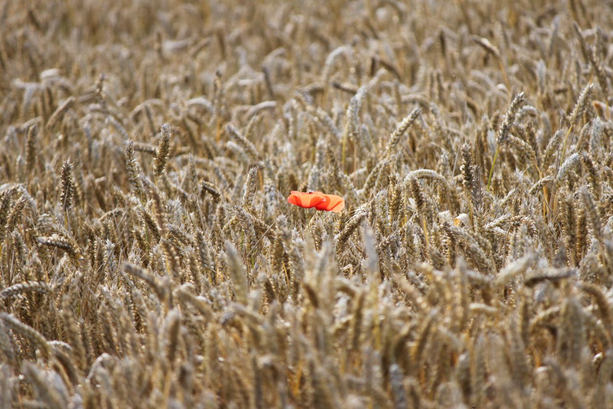 QGG AU (@qgg_au) on Twitter photo Are you our new postdoc?
We have an available 2-year position on Genomics in Hybrid Crops
Deadline 15 June 2022.
bit.ly/3NMen7j
<a href="/Just_Jensen_dk/">Just Jensen</a> <a href="/mogens_lund/">Mogens Sandø Lund</a> Are you our new postdoc?
We have an available 2-year position on Genomics in Hybrid Crops
Deadline 15 June 2022.
bit.ly/3NMen7j
<a href="/Just_Jensen_dk/">Just Jensen</a> <a href="/mogens_lund/">Mogens Sandø Lund</a>