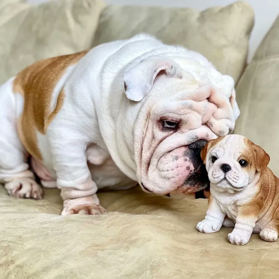 Tap &amp; Comments on this photo 🐶🇺🇸🍄
#Bulldogs