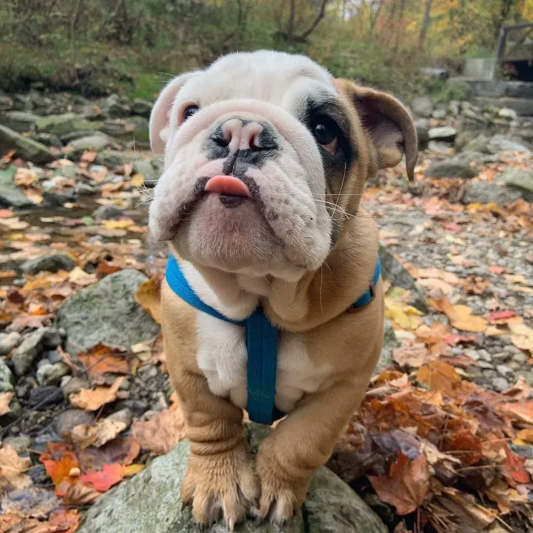 Tap &amp; Comments on this photo 🐶🇺🇸🍄
#Bulldogs