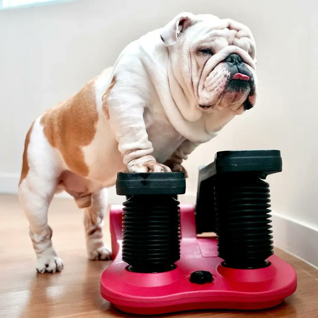 Tap &amp; Comments on this photo 🐶🇺🇸🍄
#Bulldogs