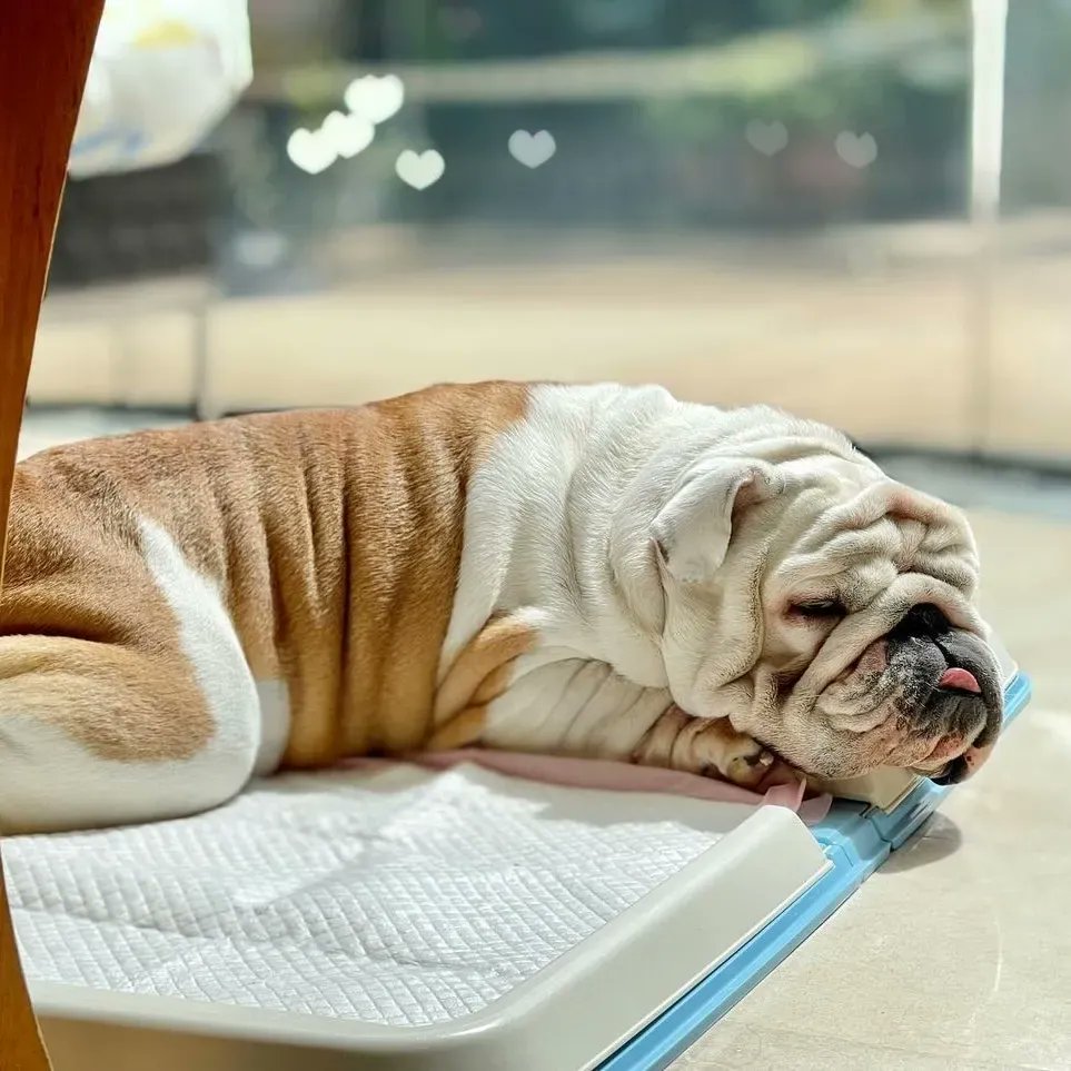 Tap &amp; Comments on this photo 🐶🇺🇸🍄
#Bulldogs