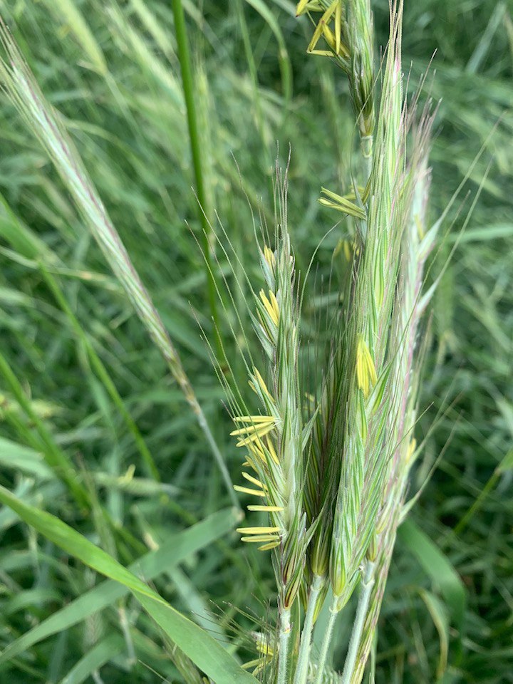 Cereal rye almost ready to roll-crimp - starting to see anthers emerging from rye heads.