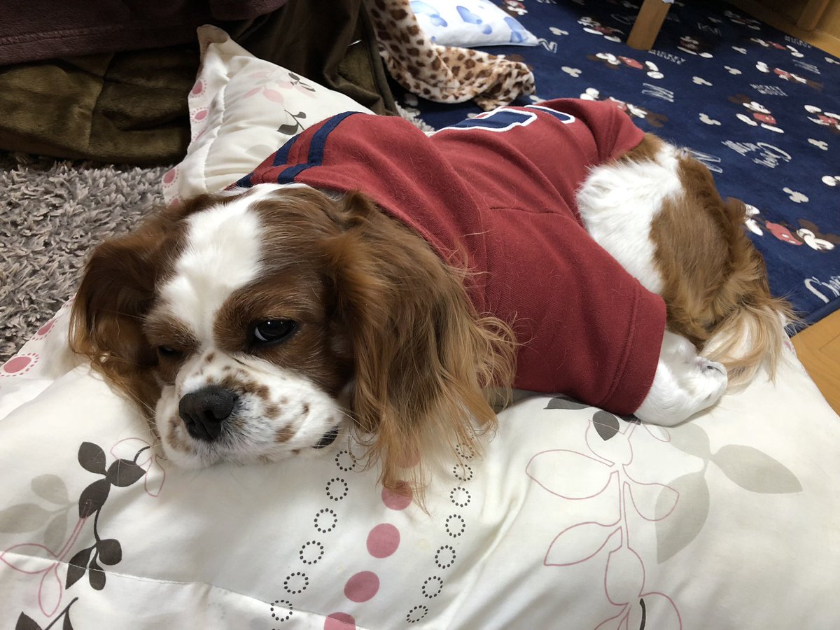 h_o0227's tweet photo. 力丸（りきまる）が家に来て12年
ベストショットを紹介します(//∇//)

1.じいちゃんを思い出す
貫禄のある座り方　

2.完璧に休日のだらけた人

3.自分でご飯買いに行こうとしたん？(о´∀`о)？ https://t.co/zrnONC5laD