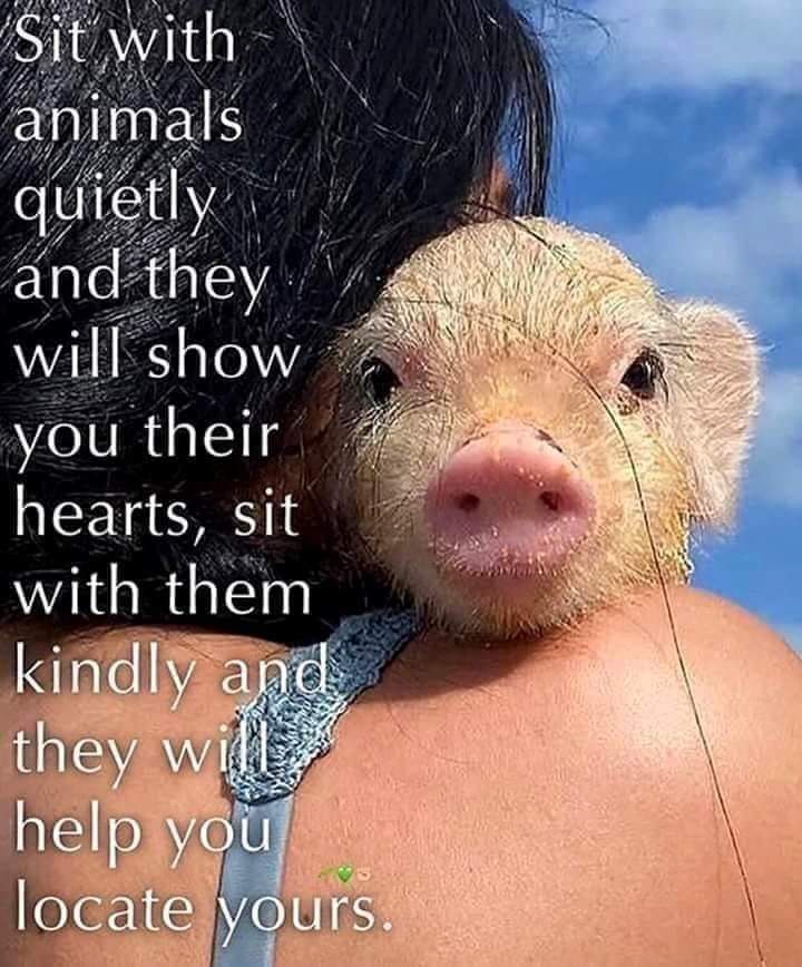 angie_karan's tweet photo. They are such beautiful gentle souls who love you right back.🙌🌱💫🐾🐾
Their love is pure 🧡💞 https://t.co/FH0AzmPN35