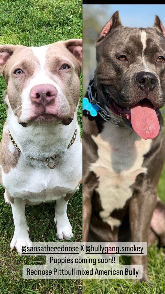 HOT Red Nose Pitbull Mix Pitbull Blue Red Nose Blue And Red