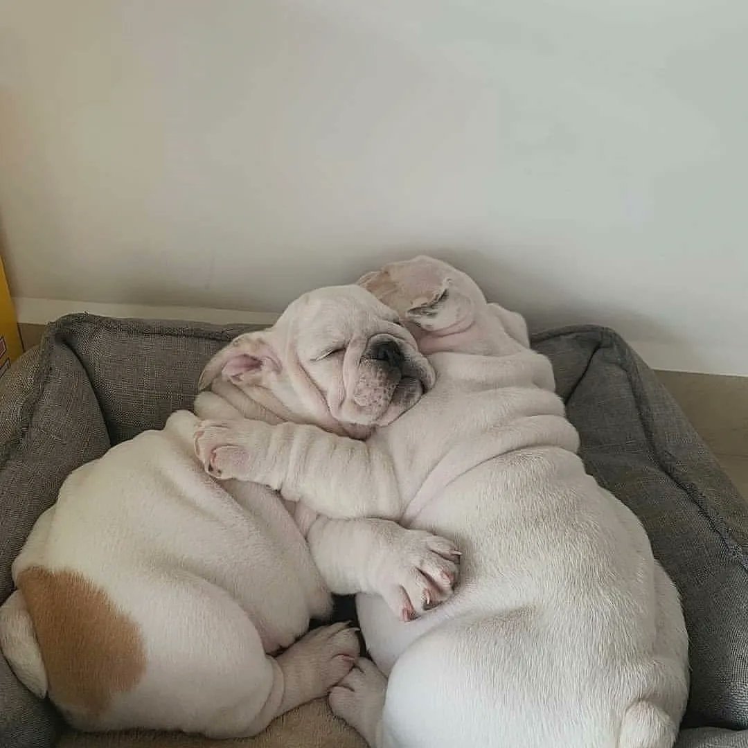 Tap &amp; Comments on this photo 🐶🇺🇸🍄
#Bulldogs