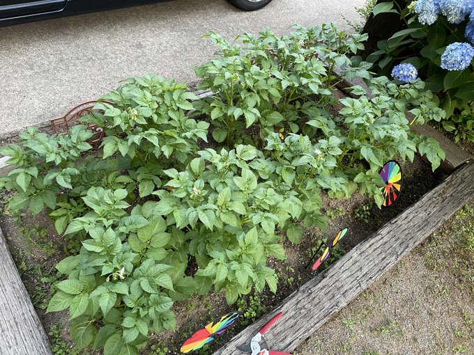 ジャガイモの花のtwitterイラスト検索結果 ジャガイモの花のtwitterイラスト検索結果