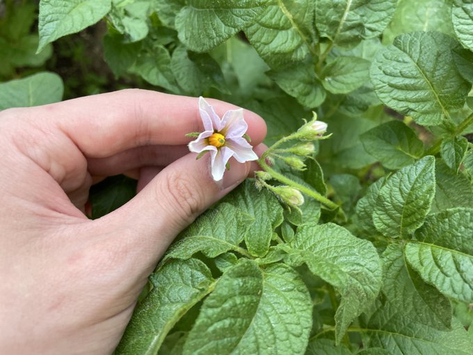 ジャガイモの花のtwitterイラスト検索結果 ジャガイモの花のtwitterイラスト検索結果