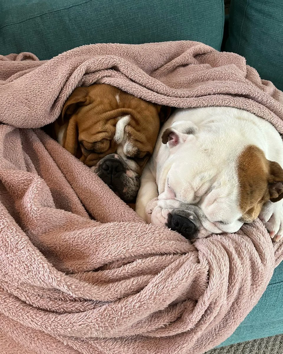 Tap &amp; Comments on this photo 🐶🇺🇸🍄
#Bulldogs