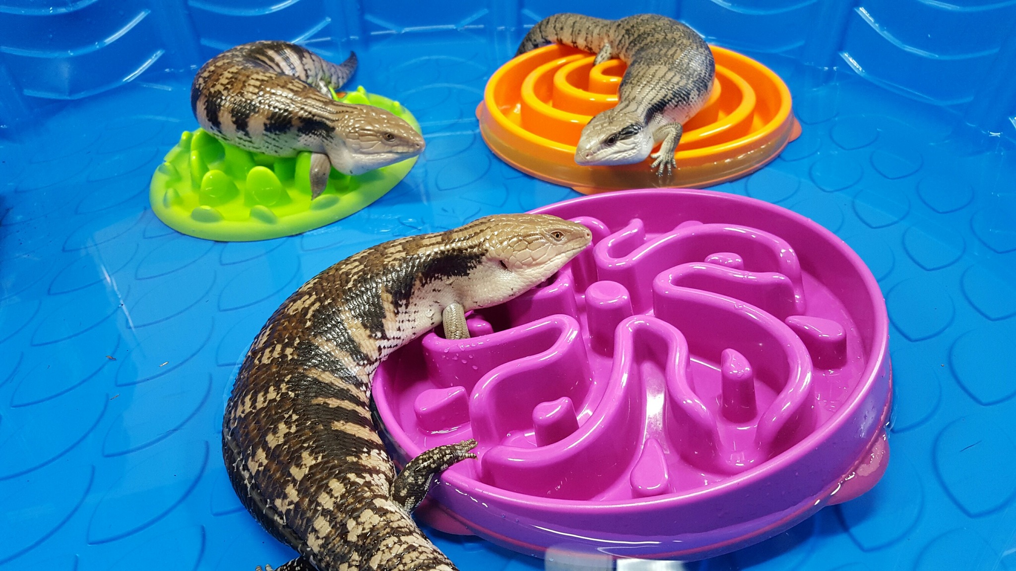 Cincinnati Zoo on Twitter "Did you get any pool time in over the