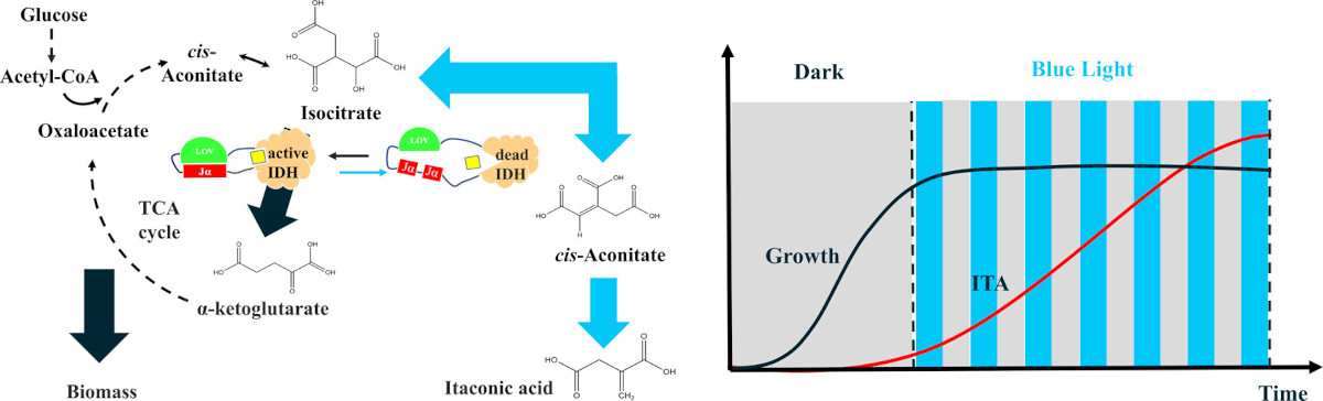ACSSynBio's tweet photo. Li et al @ #ECUST use engineered light-sensitive proteins to regulate the metabolic flux of the tricarboxylic acid (TCA) cycle in Escherichia coli to improve ITA production, up to 3.30 g/L in cell culture.
https://t.co/JRvfDahFRN
#metabolicengineering
#photocontrol
#metabolism https://t.co/TZRd3UYKhr