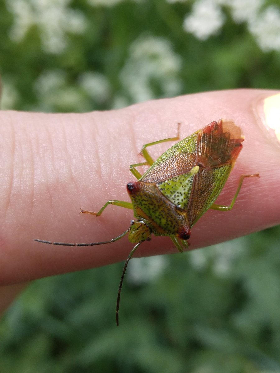 WarPixie666's tweet image. Today we&apos;ve be hanging out in the woods armed with my camera. 

I made friend&apos;s with a Shieldbug. #BugginOut