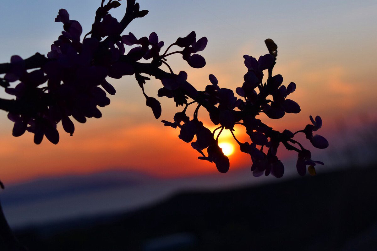 “Belki de yeni bir başlangıç yapmanın vaktidir, yeni bir başlangıç için her şeyi yıkmanın vakti.”
<a href="/kalbinfisiltisi/">whisperofwordsandnature🍀</a> 

#günbatımı
#newbeginnings #sunset #photography