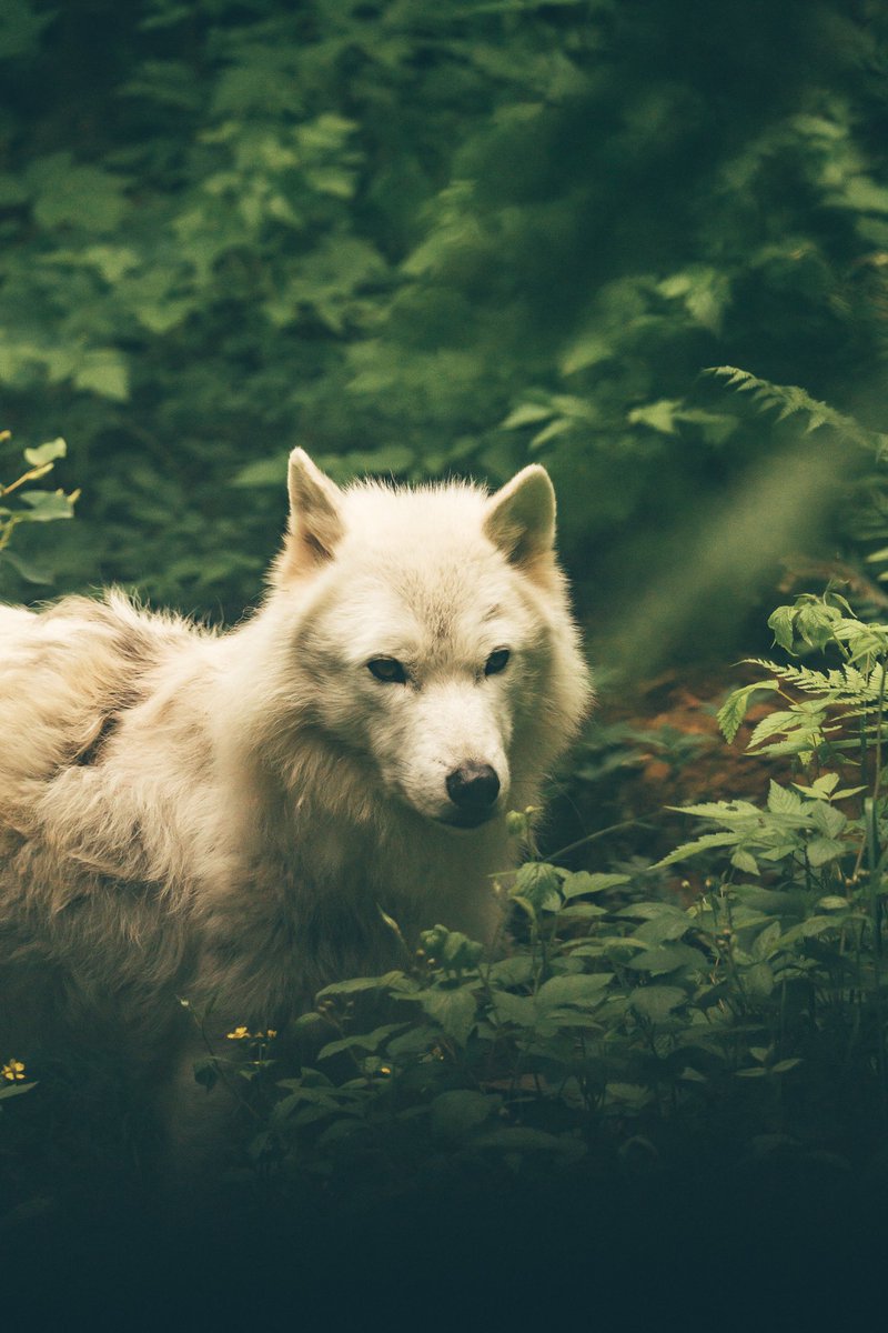 I got chills when I took this picture. Such majestic creatures.