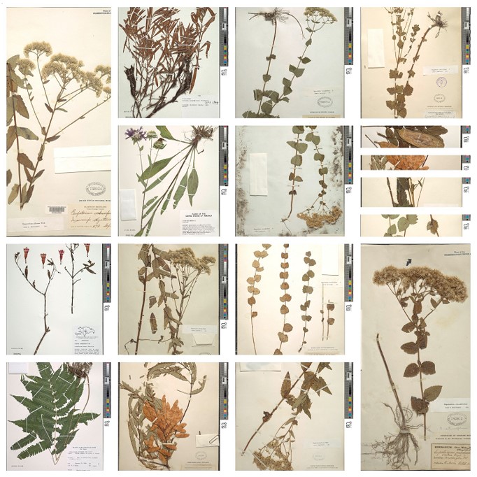 NMNH's tweet photo. If you care about the future of our planet's flora, then it's critical to know about its past. Each specimen within the U.S. National Herbarium, which is housed at the Smithsonian, documents a species from a specific time and place. https://t.co/AfF4vtxzgU