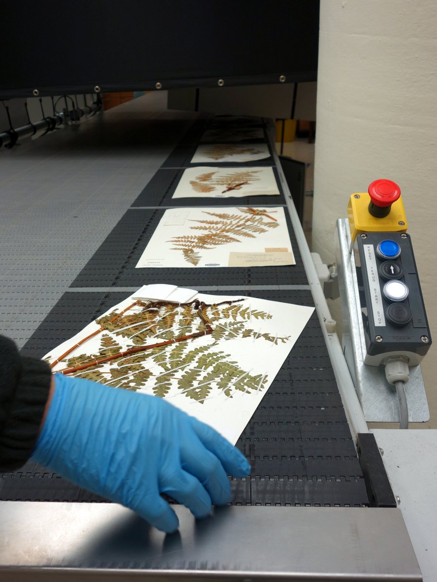 NMNH's tweet photo. Today we are excited to announce that the entire collection—more than 3.8 million herbarium sheets—is now online and ready for you to use. https://t.co/WxjDpU8Vhw