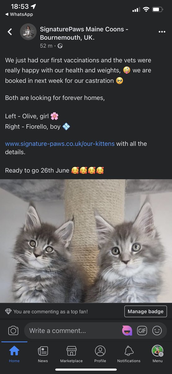 BinnyActual🎃👽🎈OOC NYNAEVE tweet media