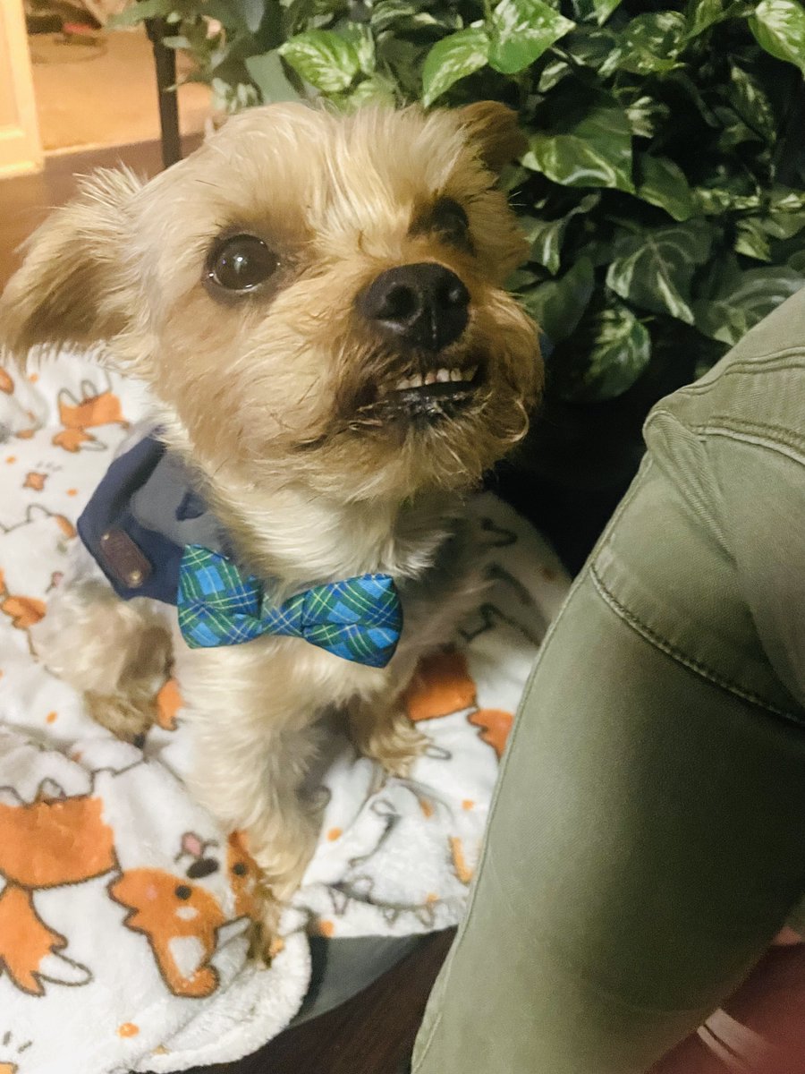 LoyalMemorials's tweet photo. Meet one of the furry employees of Loyal Pet Memorials! This is, Rex is a 2 year old male Yorkie with a vivacious personality. He enjoys long walks/hikes, playing ball and swimming! Stay tuned to meet more of the Loyal pets! https://t.co/9hJib59Srs