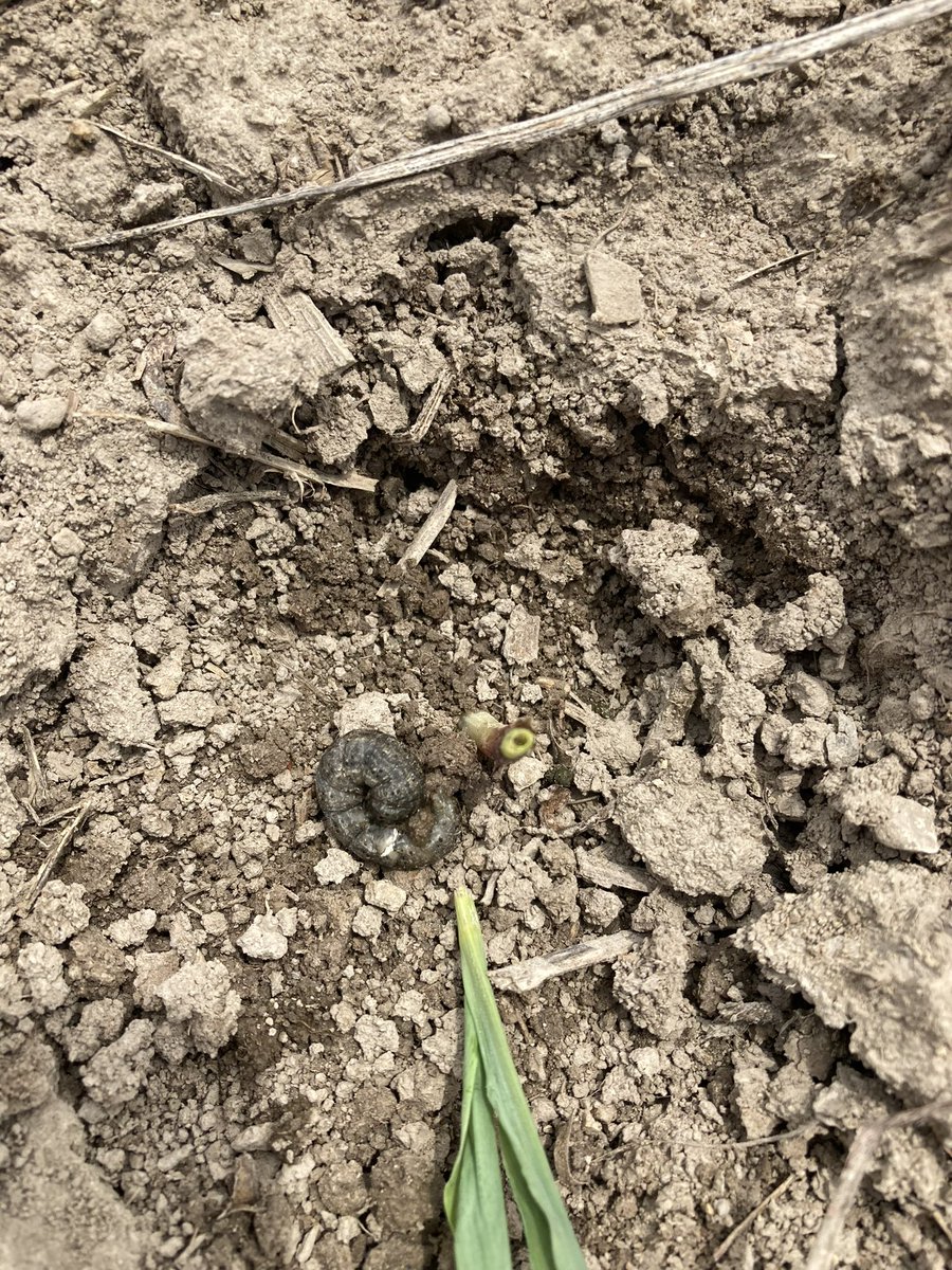 Agronomist <a href="/austin_j88/">Austin Edwards</a> has been finding some cutworms as he is scouting <a href="/Asgrow_DEKALB/">DEKALB Asgrow Seed</a> fields. Keep an eye out for these critters as you are walking and scouting your fields. Consider checking fields with pressure from winter annuals. <a href="/BayerTraits/">Bayer Traits & Systems</a> #Bayer4IL #SuccessNeverRests