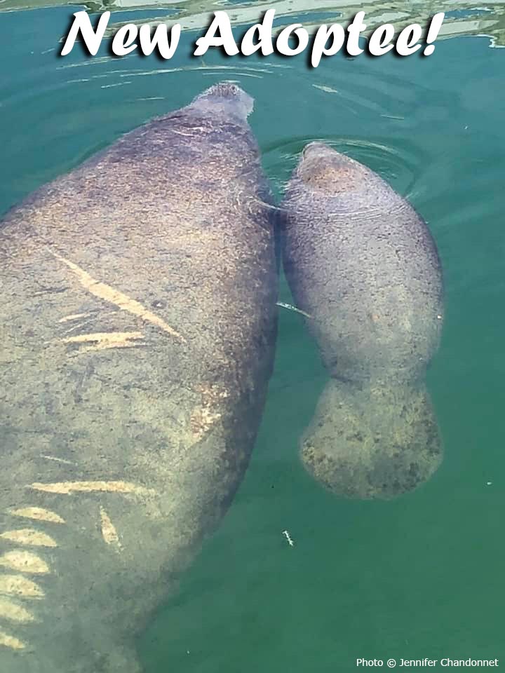 Exciting News - We are adding a new adoptee to our program!
Welcome manatee "Zelda" to the adoption program! First seen along FL's gulf coast, Zelda has made the FL Keys her home in recent years. And she was just sighted with a new little calf!
savethemanatee.org/news/zelda-the…