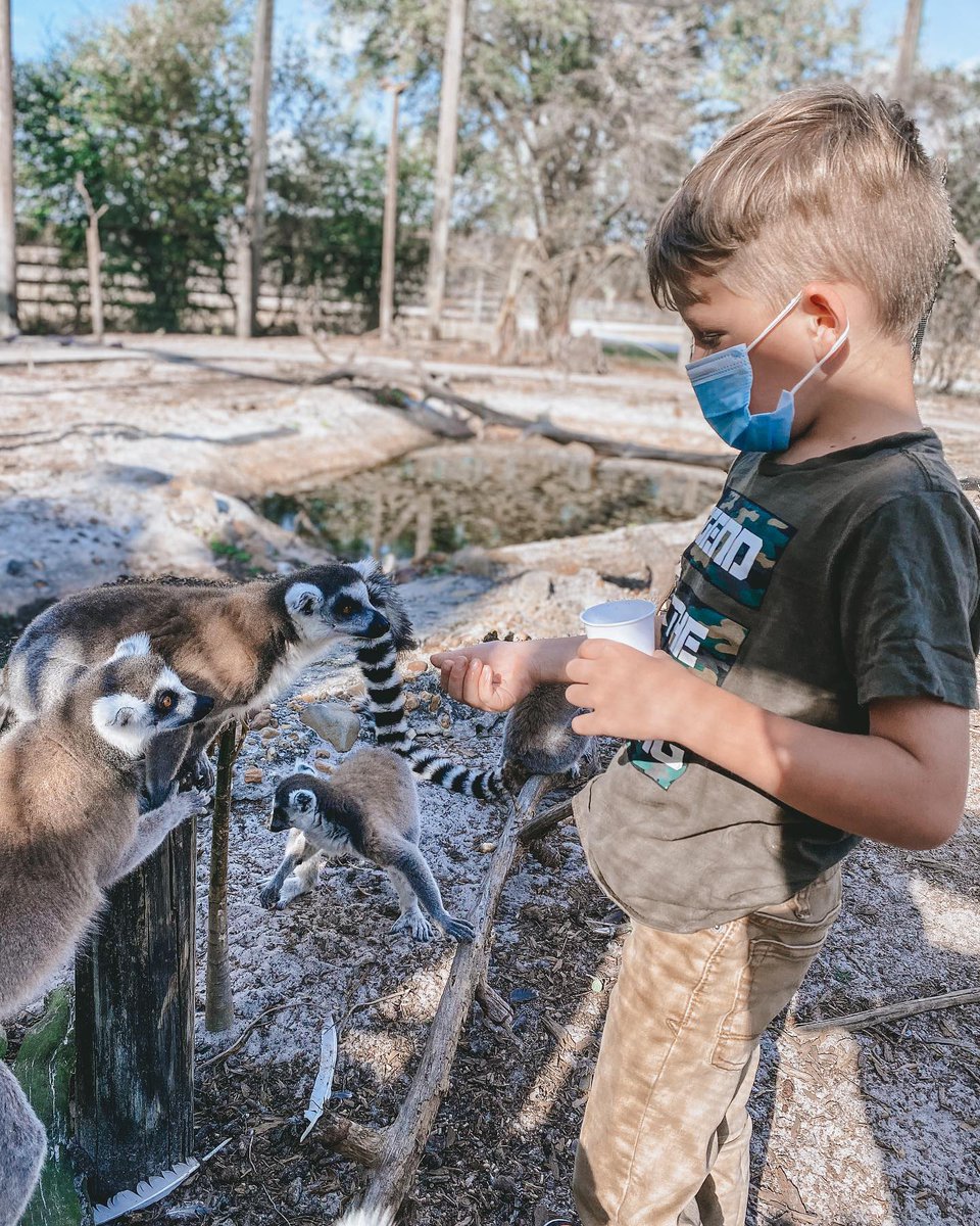 SafariWild's tweet photo. Our animal feeding is an unmatched experience for children of all ages. Learn more by visiting our website. 
📸 : @redwhiteandbethune https://t.co/Au08LB2nwK