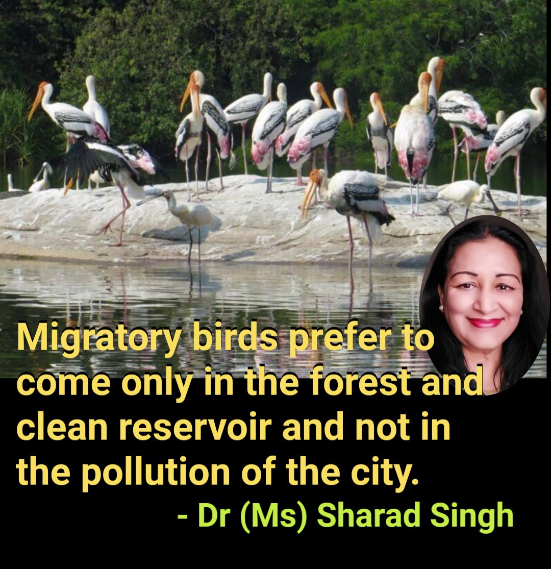 MissSharadSingh's tweet image. प्रवासी पक्षी जंगल और जलाशय में ही आना पसंद करते हैं शहर के प्रदूषण में नहीं। - डॉ (सुश्री) शरद सिंह

#MyClimateDiary
#ClimateCahnge
#KnowYourEnvironment
#Environmental_Imbalance
#unclimatechange
#MigratoryBirds #forest #reservoir #pollution