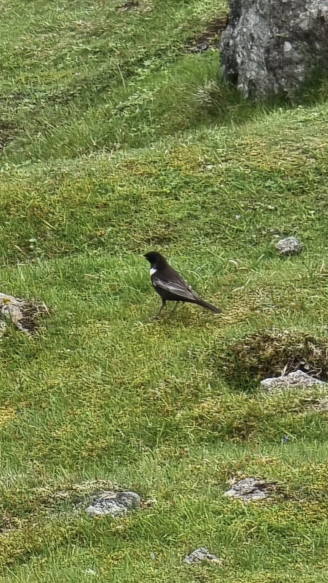 Here’s a Ringed Ouzel near the Old Man of Storr, Isle of Skye 🙌