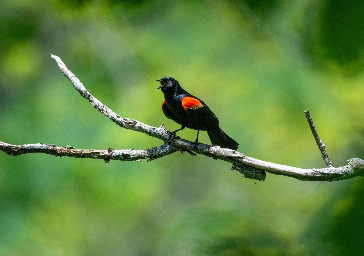 meganmaher4's tweet photo. Hello to you, too, Mr. Blackbird 👋 #redwingblackbird #catskills #hudsonvalley #birdwatching #newyork https://t.co/p33yq9Fzoy