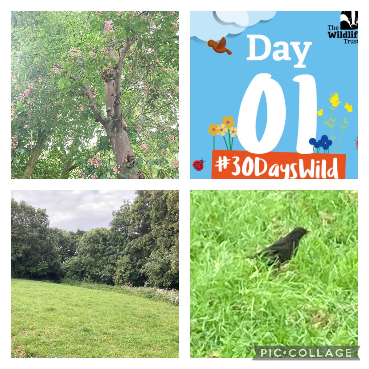 Normally it’s a quick walk to work but today I had a lovely 🚶🏻‍♀️,taking in my surroundings, listening to all the 🐦 calls and caught 2 🐿 scuttling around a 🌳 
Breakfast on the go today.
This little birdy was following me on my stroll to work this morning #30DaysWild