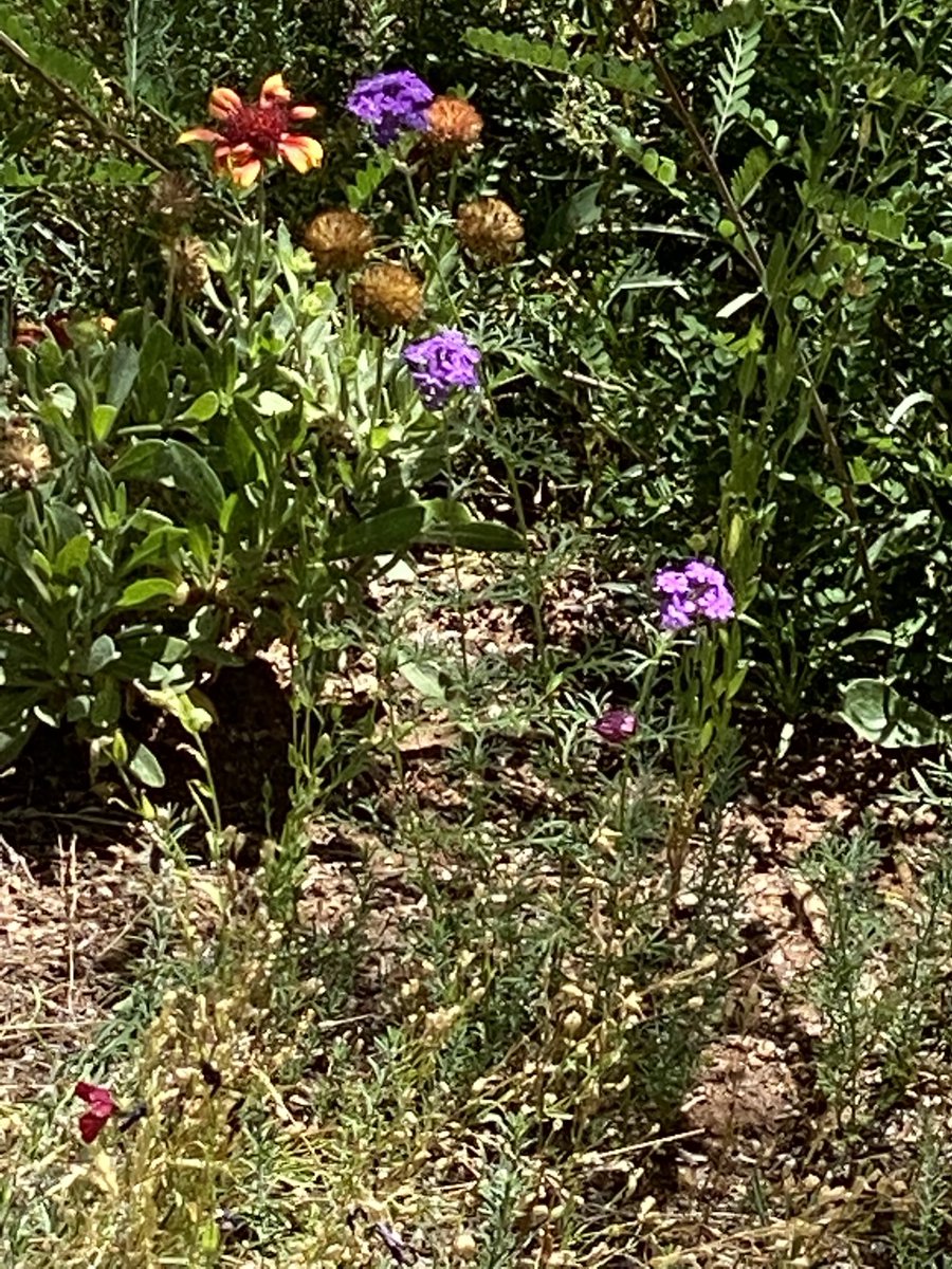 RegulusMavin's tweet photo. Wildflowers in #zone9 https://t.co/s7JvZtvjes