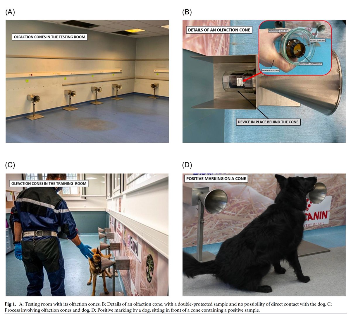 The overall sensitivity of Covid detection by trained dogs was 97% and "even reached 100% in asymptomatic individuals" compared to nasopharyngeal swab PCR tests. Overall canine sensitivity vs PCR (97% CI: 91 to 99 versus 84% CI: 74 to 90, p = 0.006), journals.plos.org/plosone/articl…