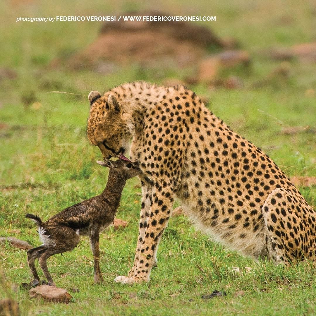 AfricaLaugh's tweet photo. Everyday is not a Prey and Predator day. #AdventurePics #WildPhotography #MagicalKenya #VisitAfrica #Aimals #CatsDiaries #NaturePhotography https://t.co/AF3o2IQCLn