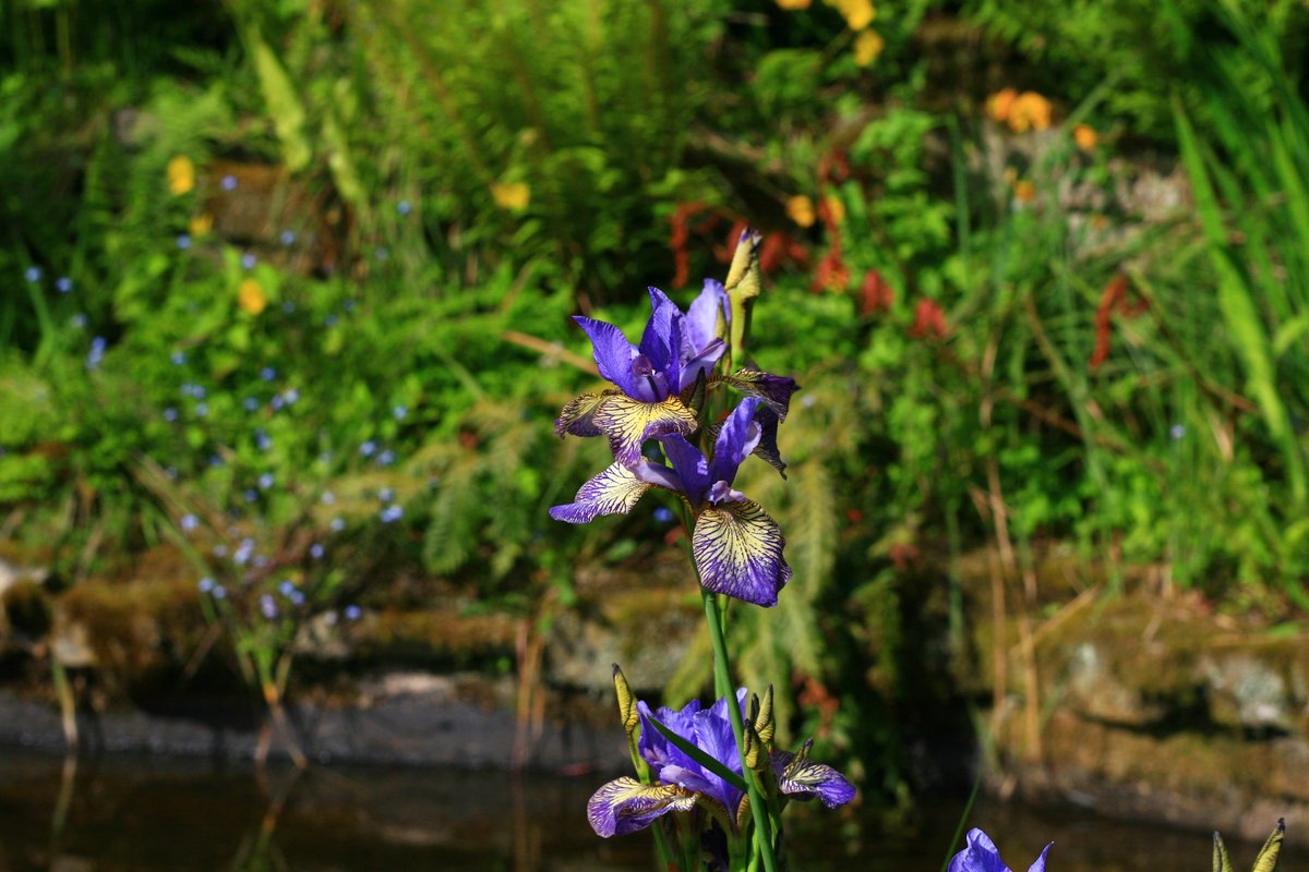 Selection of beautiful Iris by the ponds in the rockery. #rockery #iris #pond #herefordshire #visitengland #maplestearoom