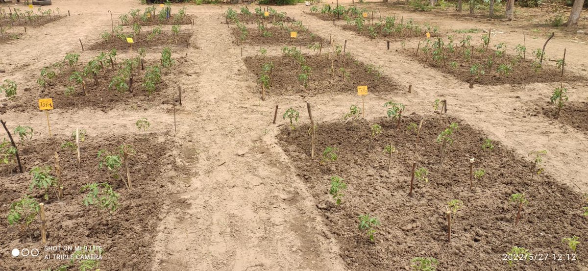 ACTIVITÉS DE RECHERCHE À LA DPV : ETUDE DE LIMPACT DU TRICHODERMA SUR LE DÉVELOPPEMENT ET LA PROTECTION PHYTOSANITAIRE DE LA TOMATE