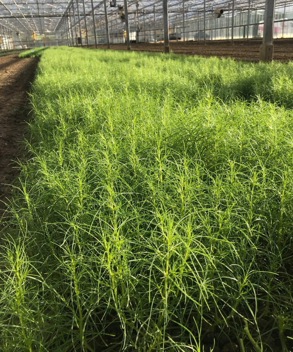 WestlandsUK's tweet image. Our Monk's Beard is looking glorious in our glasshouses here in Evesham! Have you ordered yours yet?

Available now from Westlands UK, choose from 100g, 250g, 500g and 1kg punnets.

Here's the link you need: westlandsuk.co.uk/product/monks-…

#BritishGrown #Growers4Chefs #SeaVegetables