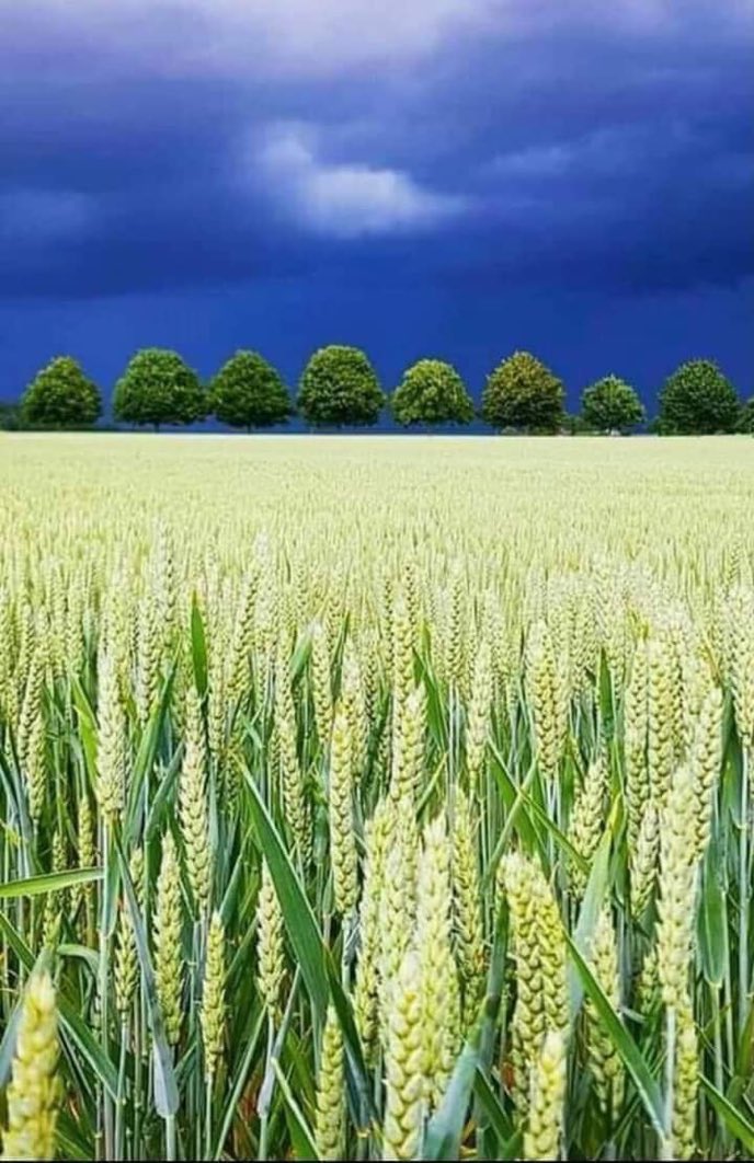 Gıda kıtlığı son bulabilir! Kastamonu’da küpte bulunan 7 bin senelik 3 kat verimli Siyez buğdayı 1'e 8 bin verdi...
7 bin yıllık ata tohumu buğday, 
her başakta 160 ile 250 arası dane tutuyor..Buğday, toprakta ortalama 20 kardeş sürgünle dışarıya çıktı..! Allah’ın BüyükMucizesi🌙