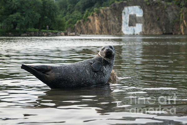 Colethompson70's tweet photo. New artwork for sale! - "Sealy" - https://t.co/BNTm9bmNvT @fineartamerica https://t.co/VrQFq5ObrU