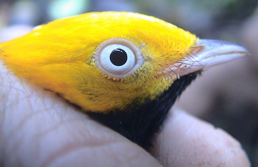 UofGLifeSci's tweet photo. 🆕 | Research involving @UofGSoLS' Dr Stewart White has revealed that the relative size of male and female manakins is shaped both by their environment and by sexual selection for display performance. 🕺💃

🔗 Full story: https://t.co/TaPY1Hx4DJ

📜 Paper: https://t.co/ilcE2wKQc1 https://t.co/D4WU7RHzjW
