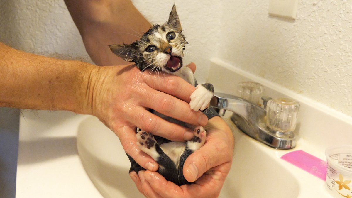 ColeTheBlackCat's tweet image. Giving a rescue kitten her first bath! 😾

Watch the video here: youtube.com/watch?v=pip2pf…

#kittensoftwitter #firstbath #meowed #catmanchris