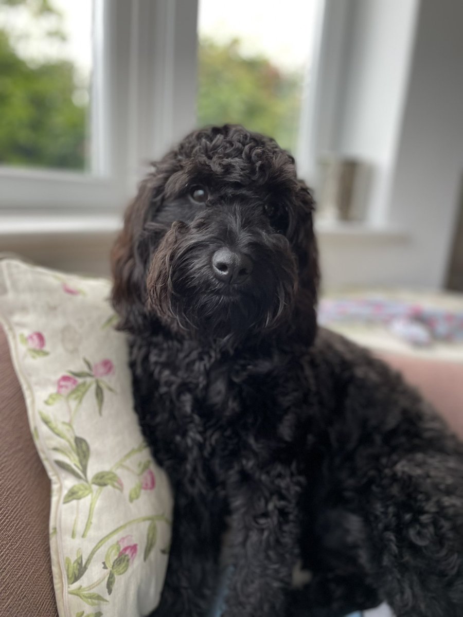 InSybill's tweet photo. So I managed to sneak a piece of fish off my little human’s plate last night, very gently. She didn’t notice but mummy did when I crept onto the sofa next to her to eat it. She let me eat it though because she’s nice. I am so clever. #dogsoftwitter #cavapoo https://t.co/XCk7QcPJwA