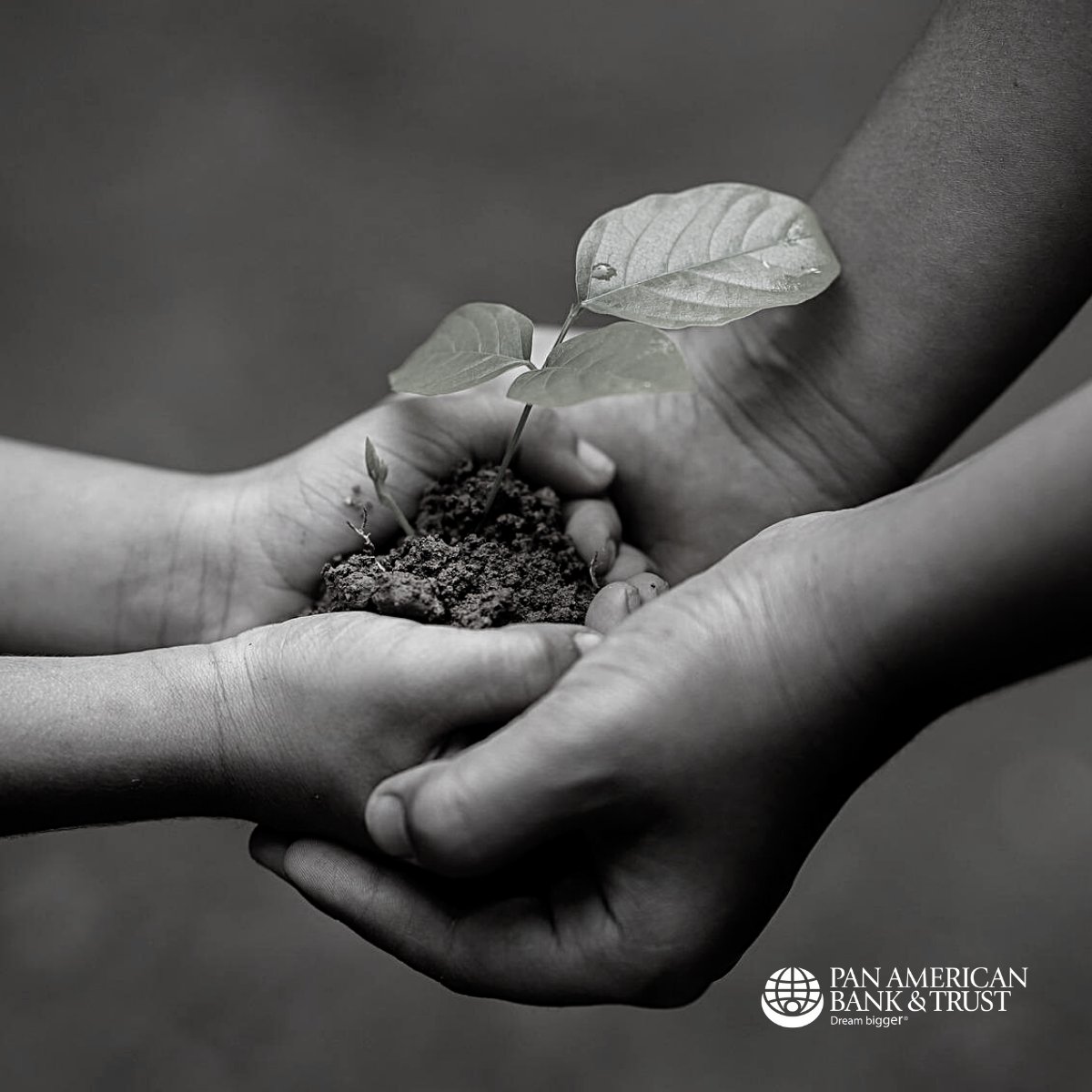 PanAmerBank's tweet photo. Your business deserves to be nurtured. At Pan American Bank &amp; Trust, we provide adaptable concierge banking to help your business grow. Let's get started. Visit https://t.co/JFqgzRA1cg. 

https://t.co/M4jgI1l9VY - Member FDIC 
#BusinessBanking #RelationshipBanking #DreamBigger https://t.co/6tQyqQv3S3